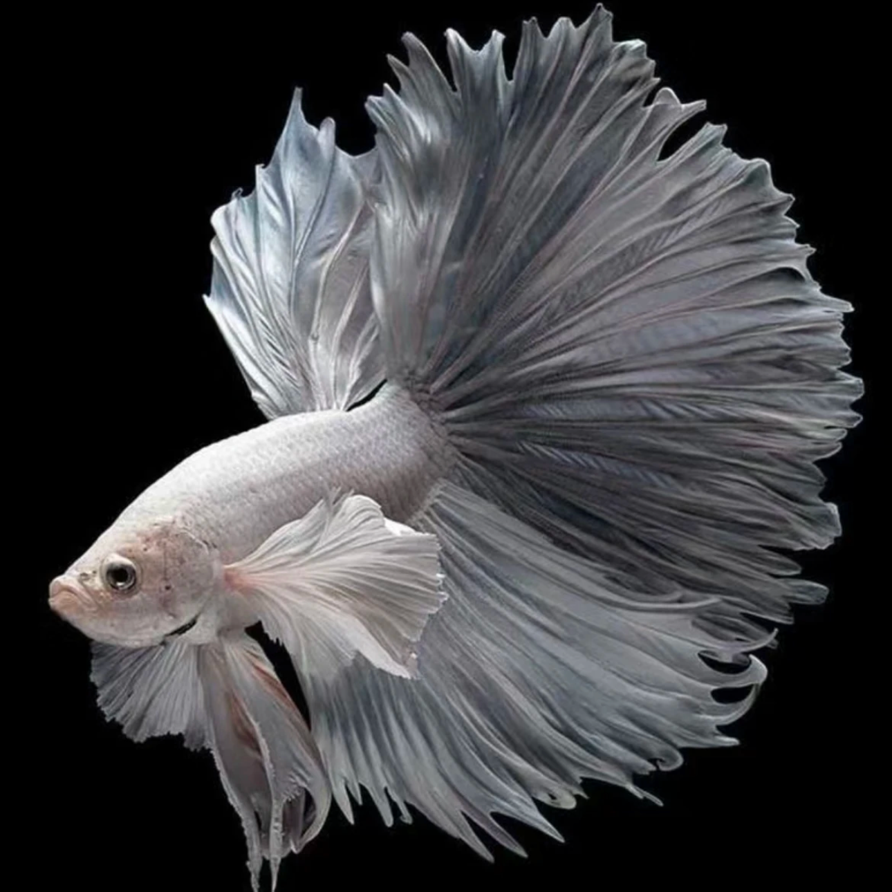 【001-200】（精品）泰国斗鱼 【拍满3发4】