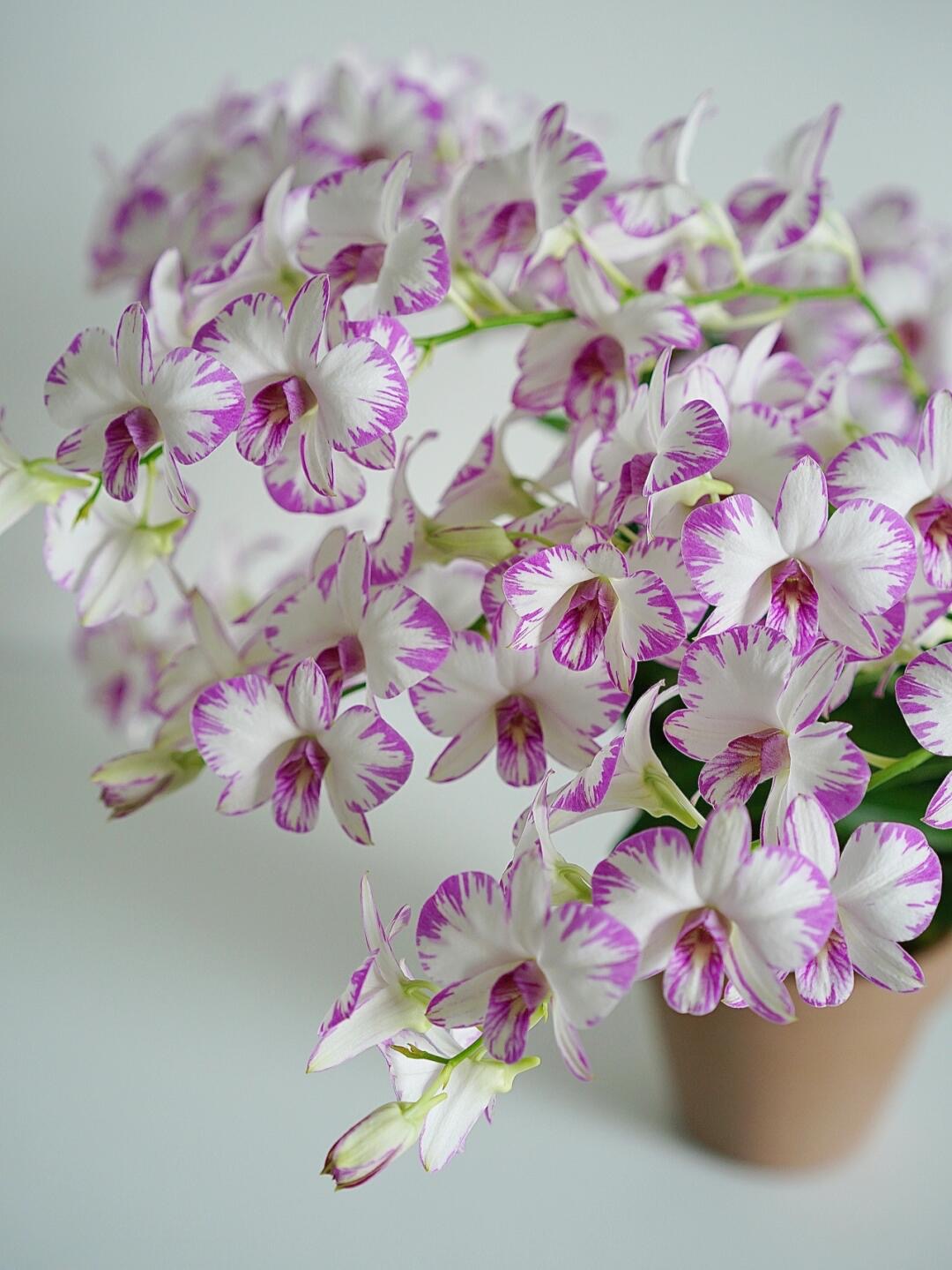 白泼墨秋石斛盆栽花期长新手好养易活客厅室内花卉带花苞渐变兰花