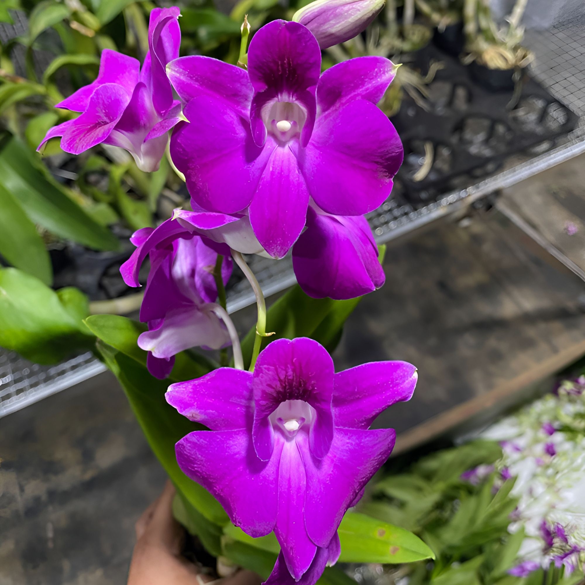 水晶晶秋石斛兰盆栽好养易活高端兰花观花植物室内阳台办公室花卉