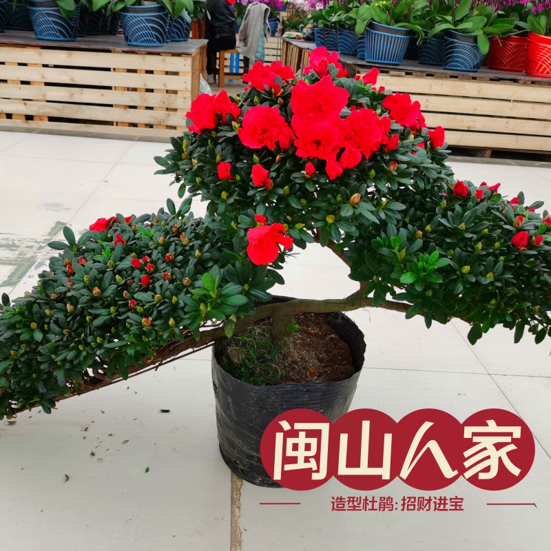 大红色杜鹃花重瓣大花型盆景素材造型盆栽花卉阳台庭院花园花卉