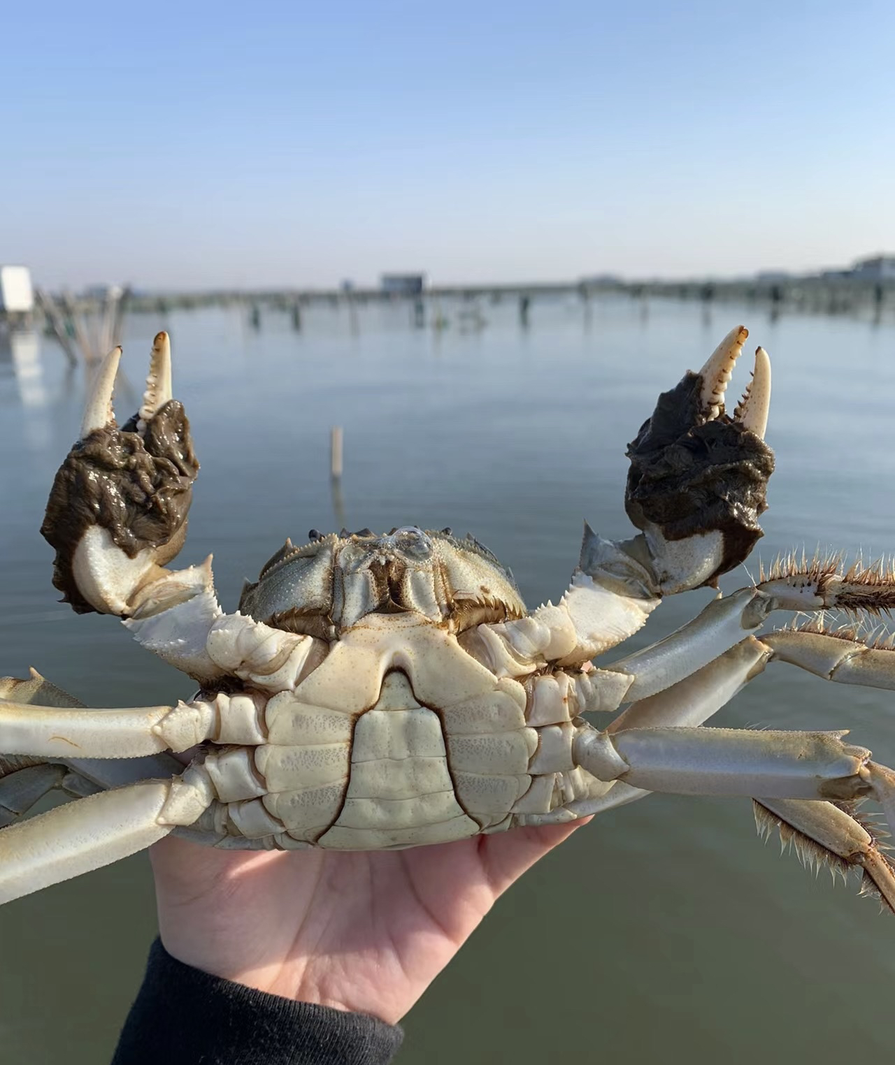 2.5两  太湖鲜活大闸蟹，公蟹包有蟹膏，