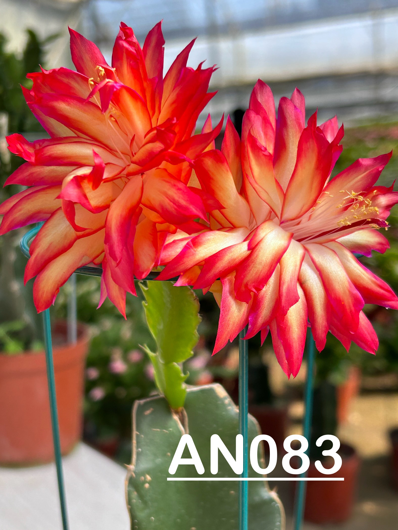 蟹爪兰 嫁接 重瓣复色大花 an083（带花苞）