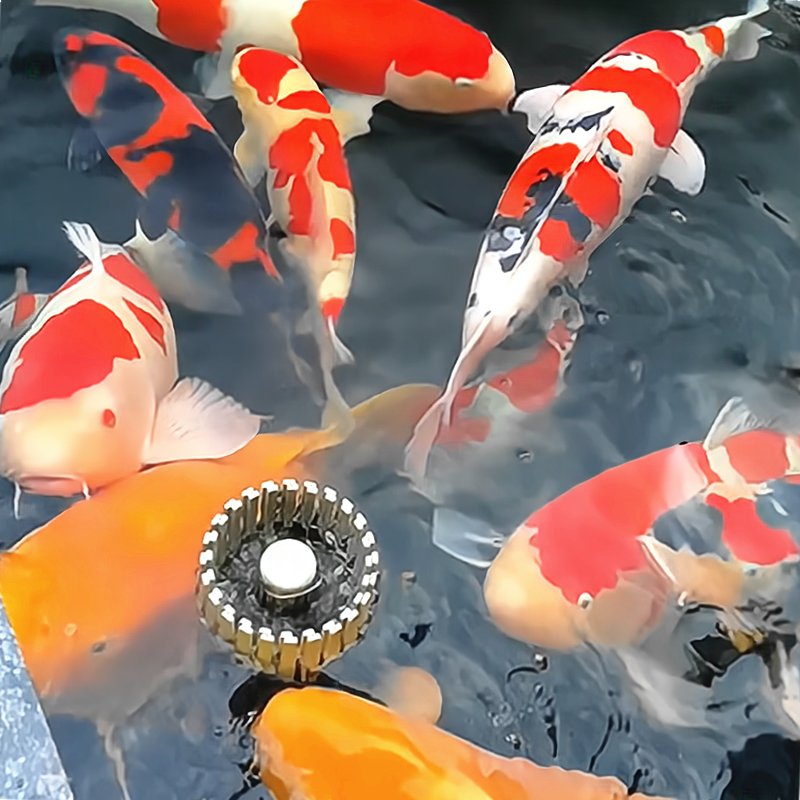 【渔场直销 各种品种】观赏鱼淡水冷水好养好活