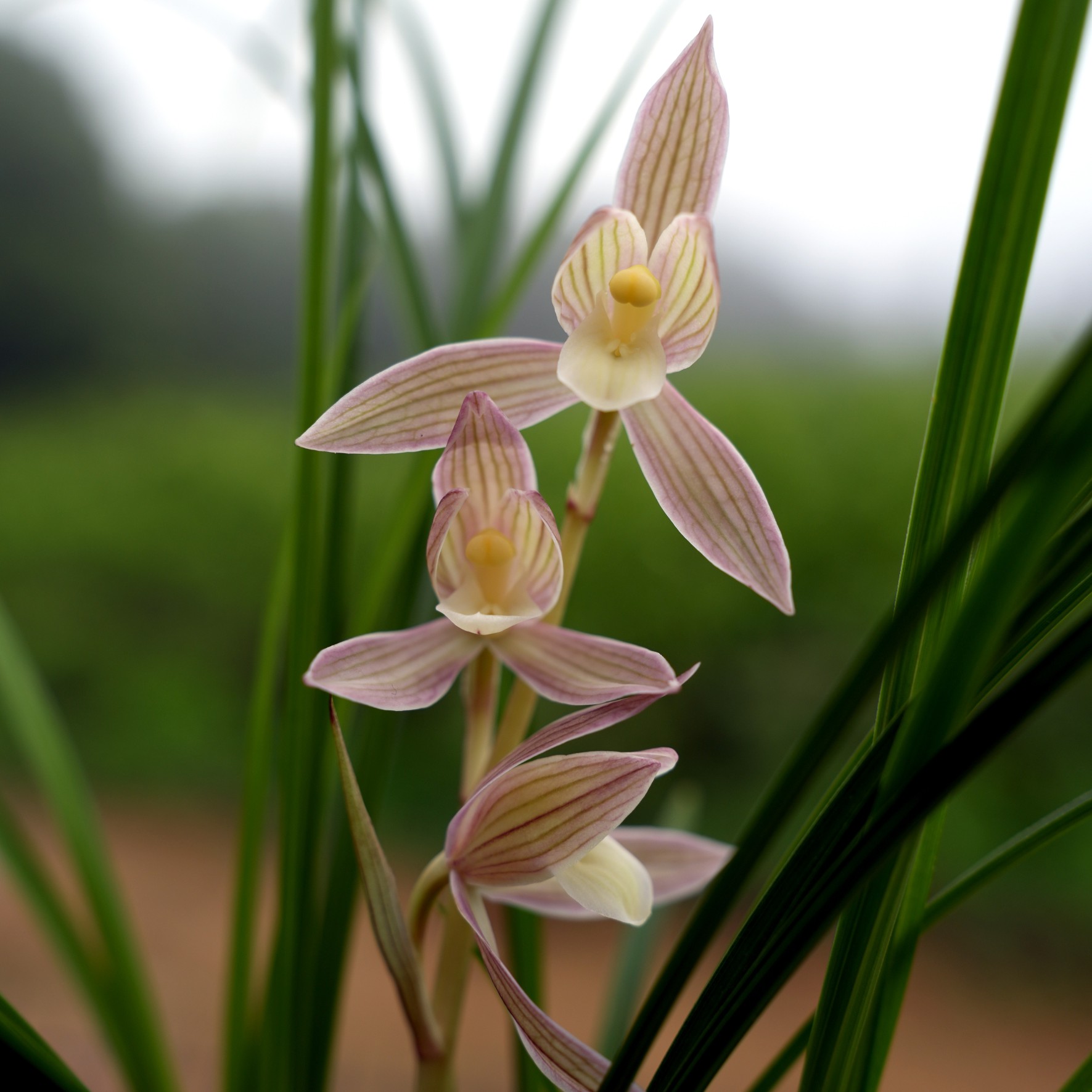 【人面桃花】—元素推荐莲瓣兰赤壳素家庭养植兰花基地直发