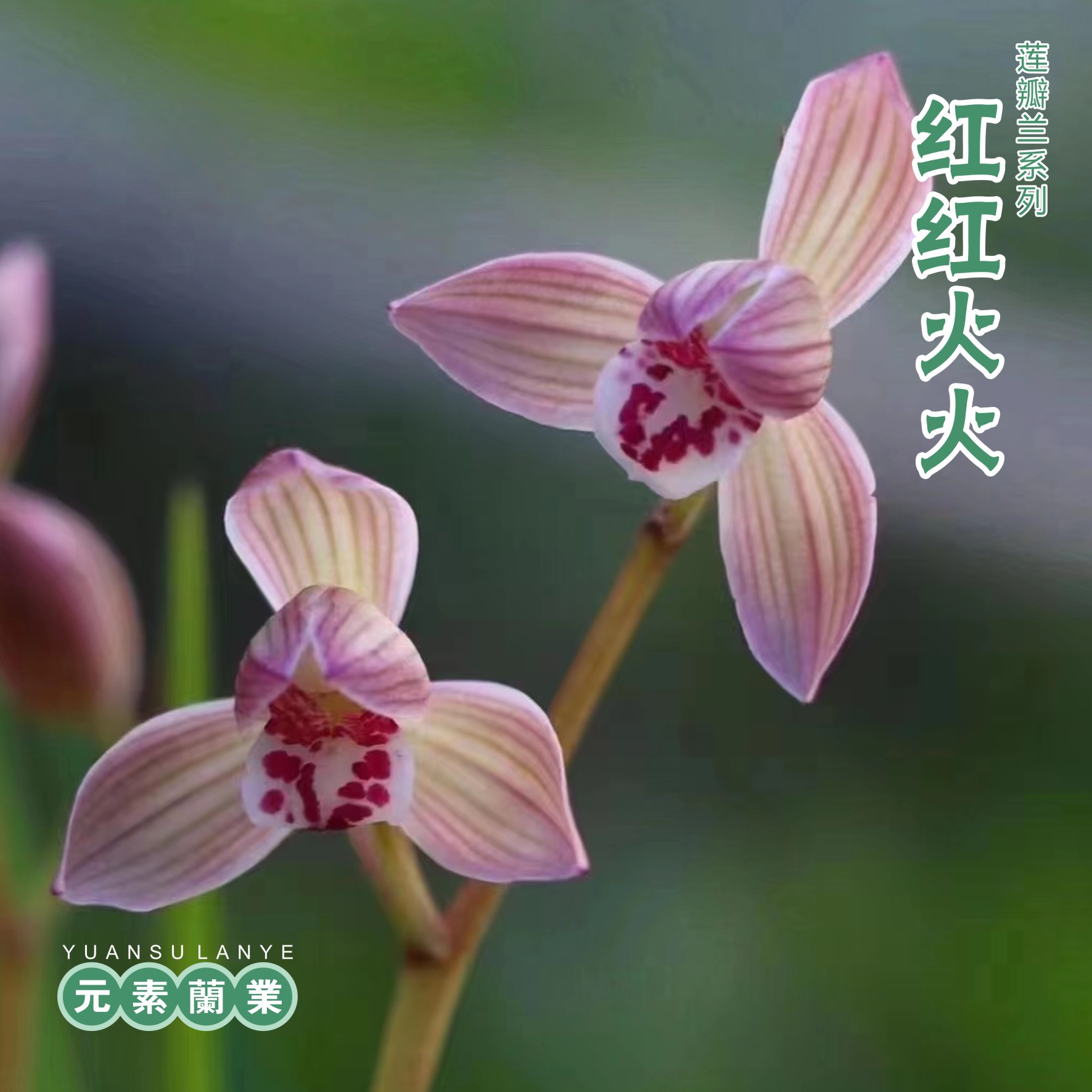 【红红火火(巍山红荷)】—元素推荐莲瓣兰自然种植家养兰花基地直发