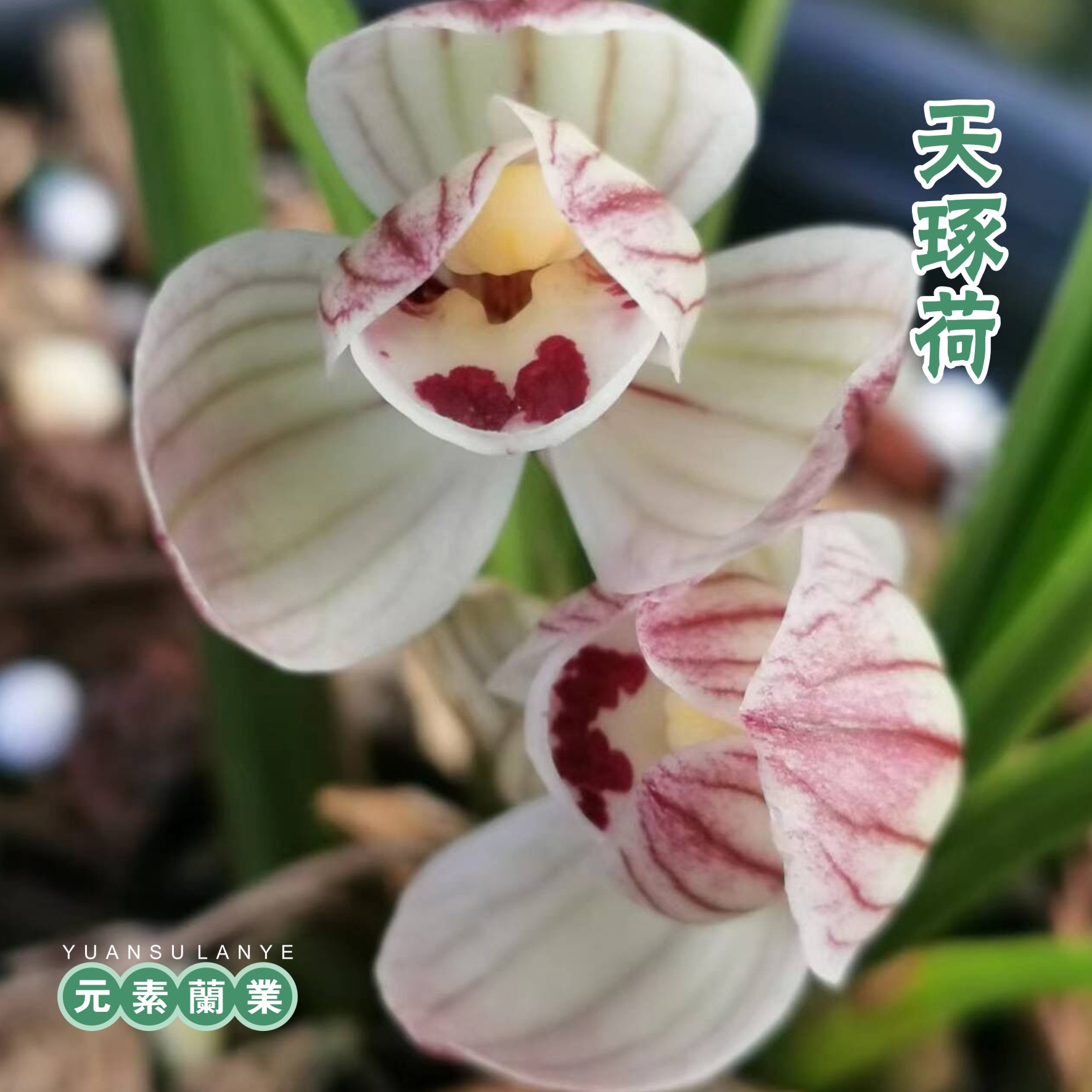 【天琢荷】—元素推荐莲瓣兰荷瓣精品家庭养兰阳台养兰基地直发