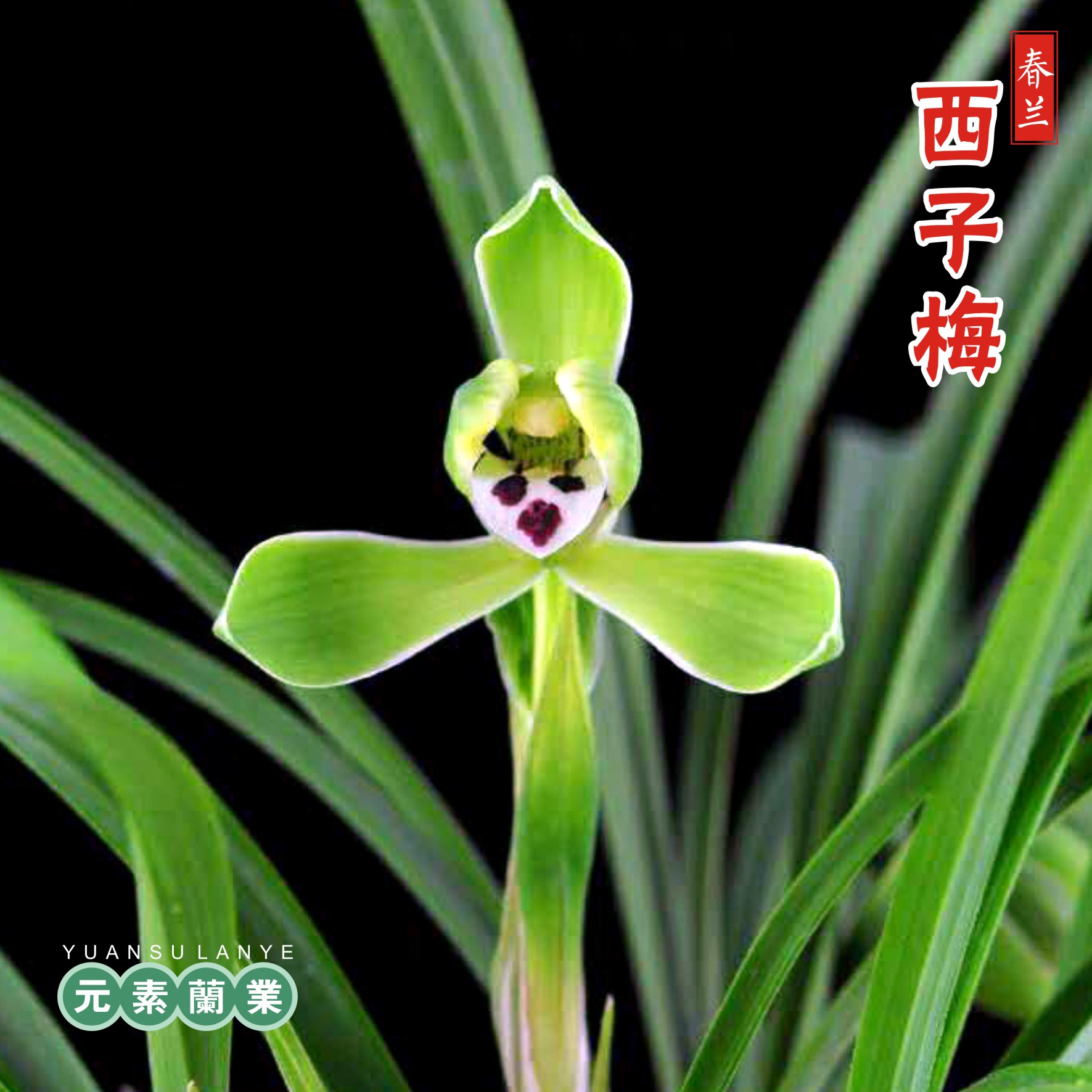 【西子梅】元素推荐春兰水仙瓣精品家庭养兰阳台养兰基地直发