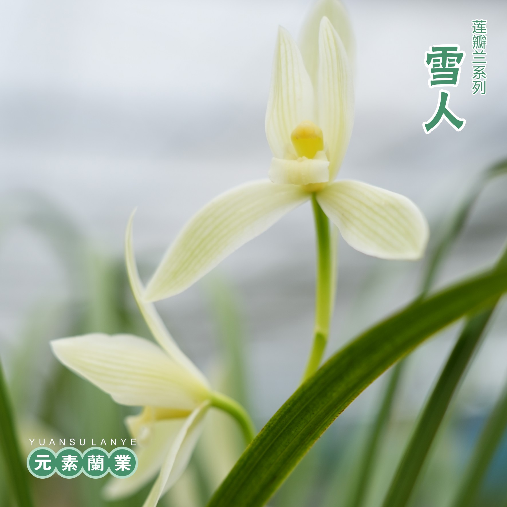 【雪人】莲瓣兰三大素花自然种植家庭养兰新手入门兰花