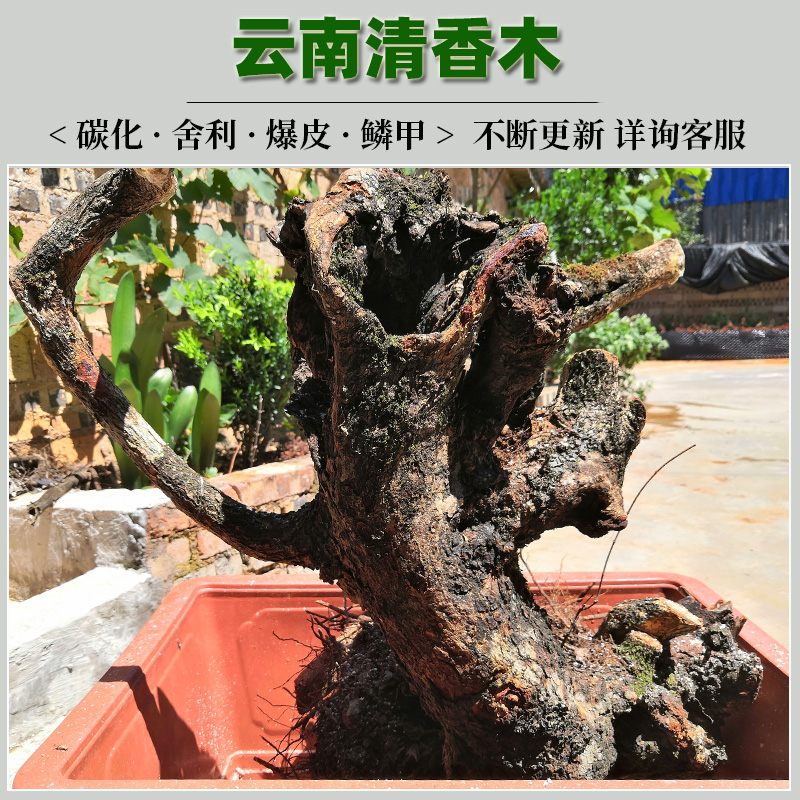 云南红芽清香木木樨榄小石积香叶树紫油树新鲜老桩现发