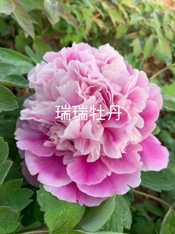 万叠云峰平湖秋月花蝴蝶岛锦彩菊花二乔牡丹花苗大苗树苗庭院盆栽