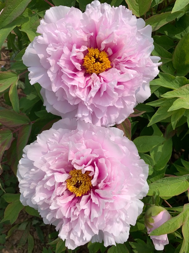 粉蓝盘粉色牡丹大花重瓣观赏大苗树苗庭院盆栽菏泽基地直发