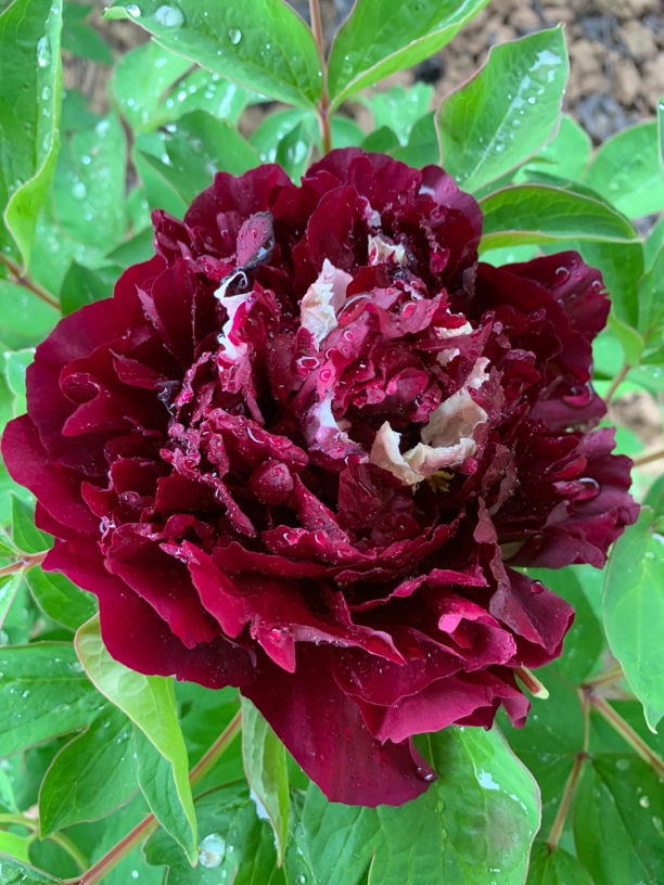 泼墨黑色牡丹重瓣观赏大苗树苗庭院盆栽菏泽基地直发