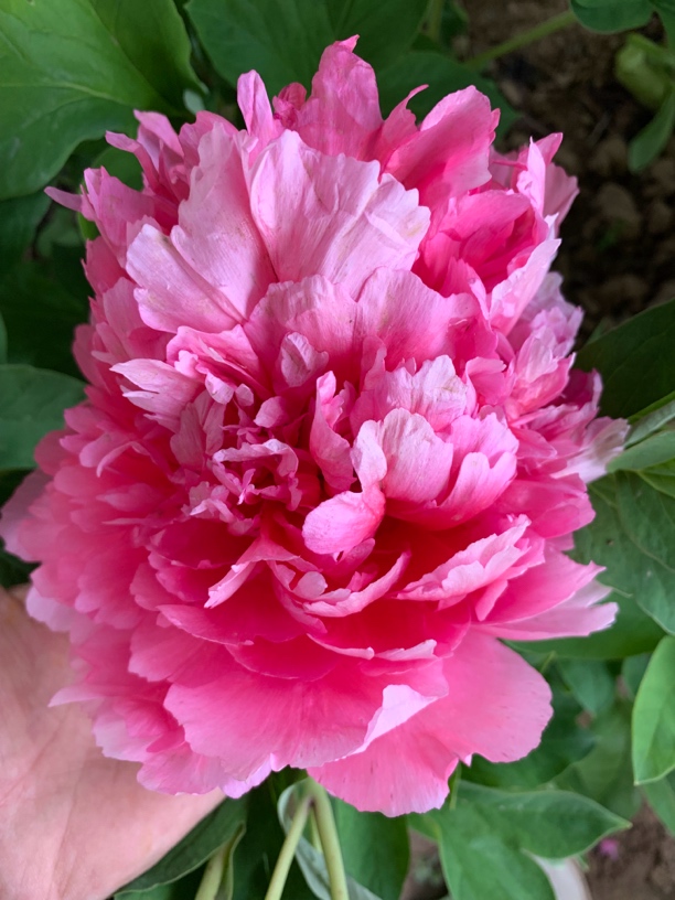 飞燕红装红色牡丹大花重瓣观赏菏泽基地直发