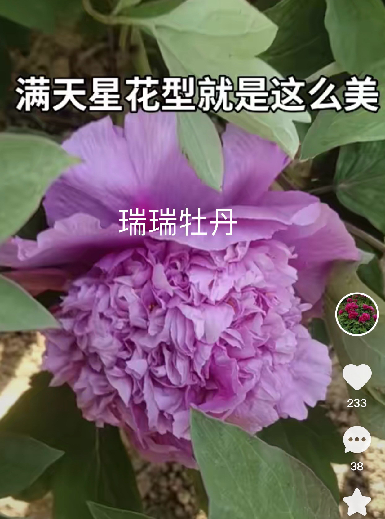 满天星紫色牡丹花高度重瓣观赏大苗树苗庭院地址菏泽基地直发