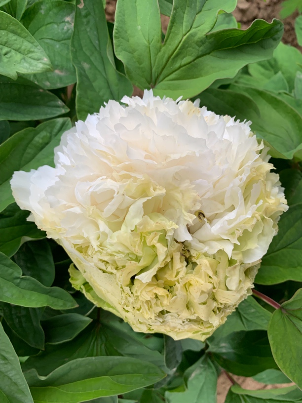 春柳菏泽牡丹大花重瓣