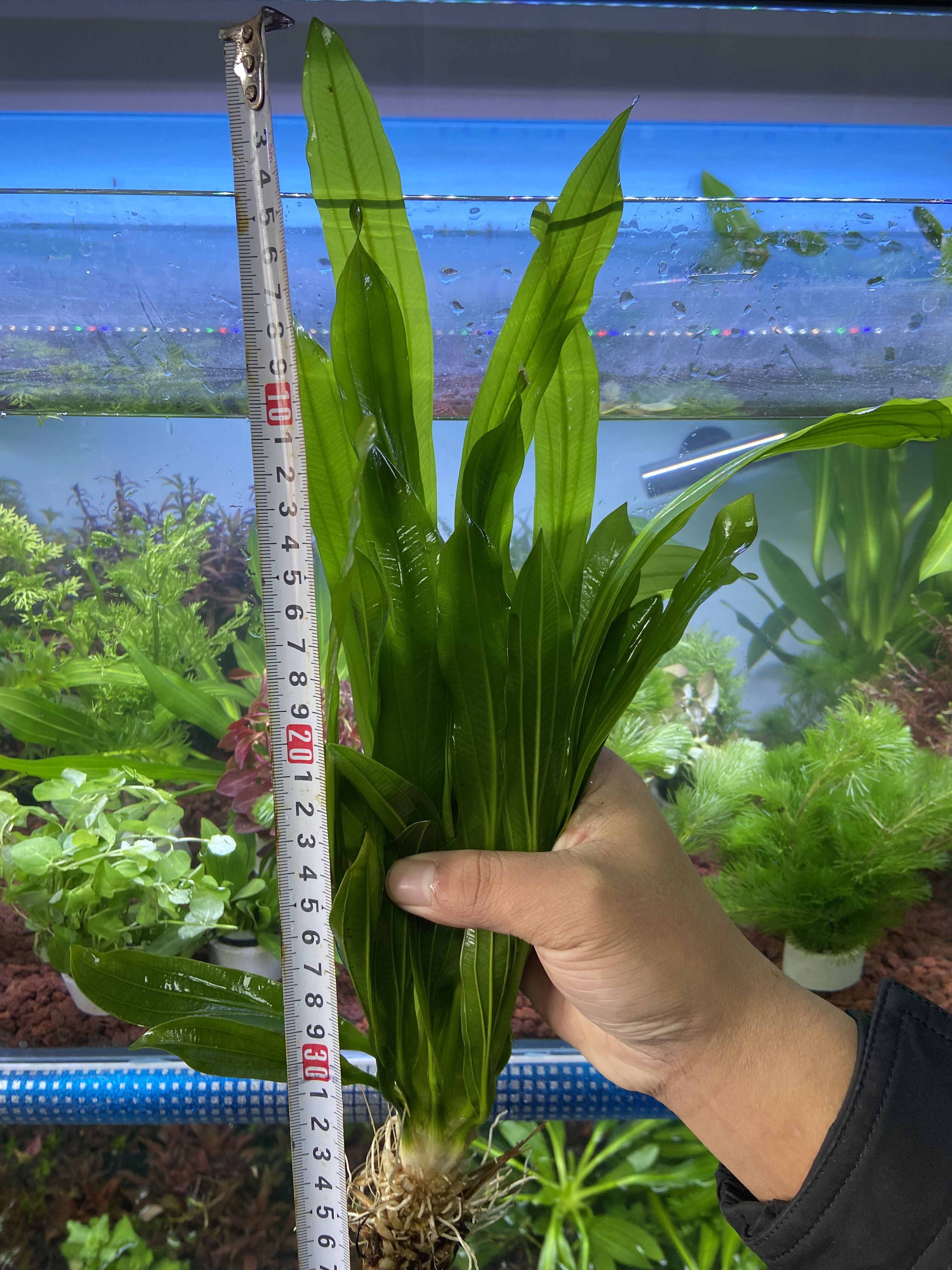 大叶久冠皇冠简单新手水草绿色植物鱼缸增氧净化水大绿久冠生态