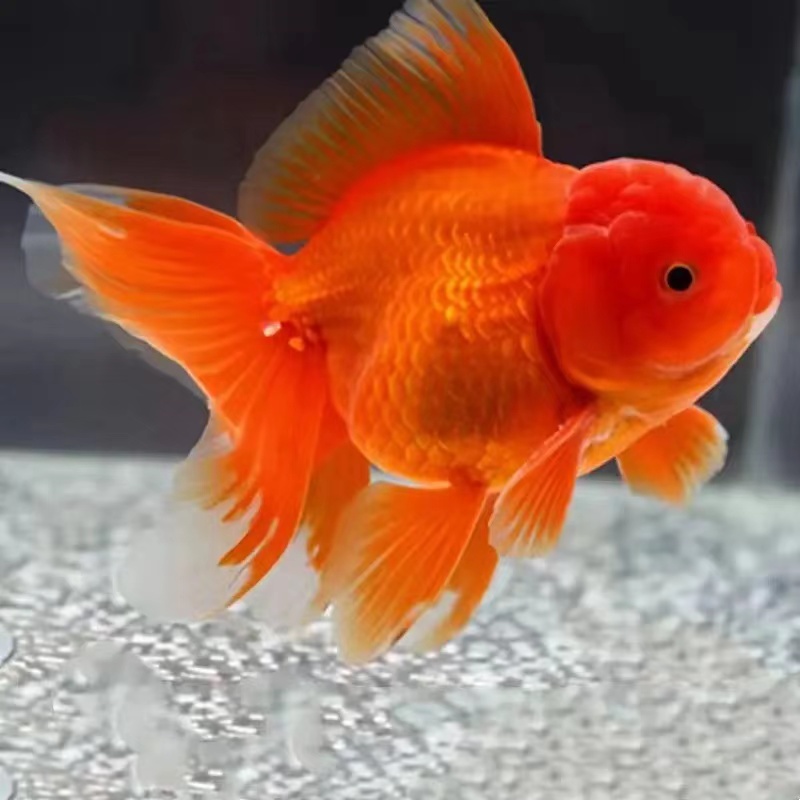 冷水金鱼观赏鱼鱼塘养殖饲养活体 无开箱视频不售后