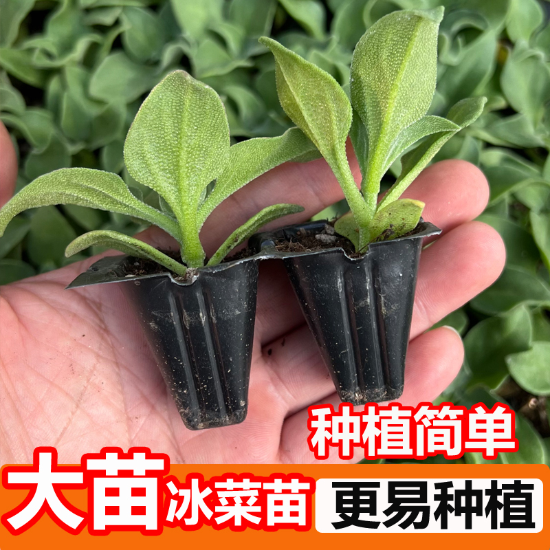 （直播）冰菜秧苗冰菜种子冰草水晶冰菜苗四季蔬菜苗子春秋阳台菜园