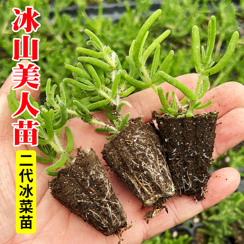 细叶冰山美人苗 冰菜苗大苗秧苗冰菜新品种蔬菜苗春秋盆栽菜苗