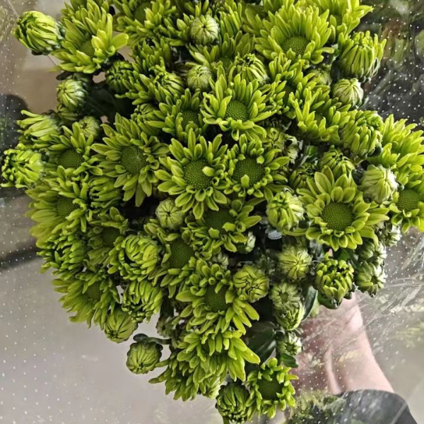 （绿扣）雏菊东北发货基地顺丰包邮水生鲜切花养护新鲜多种