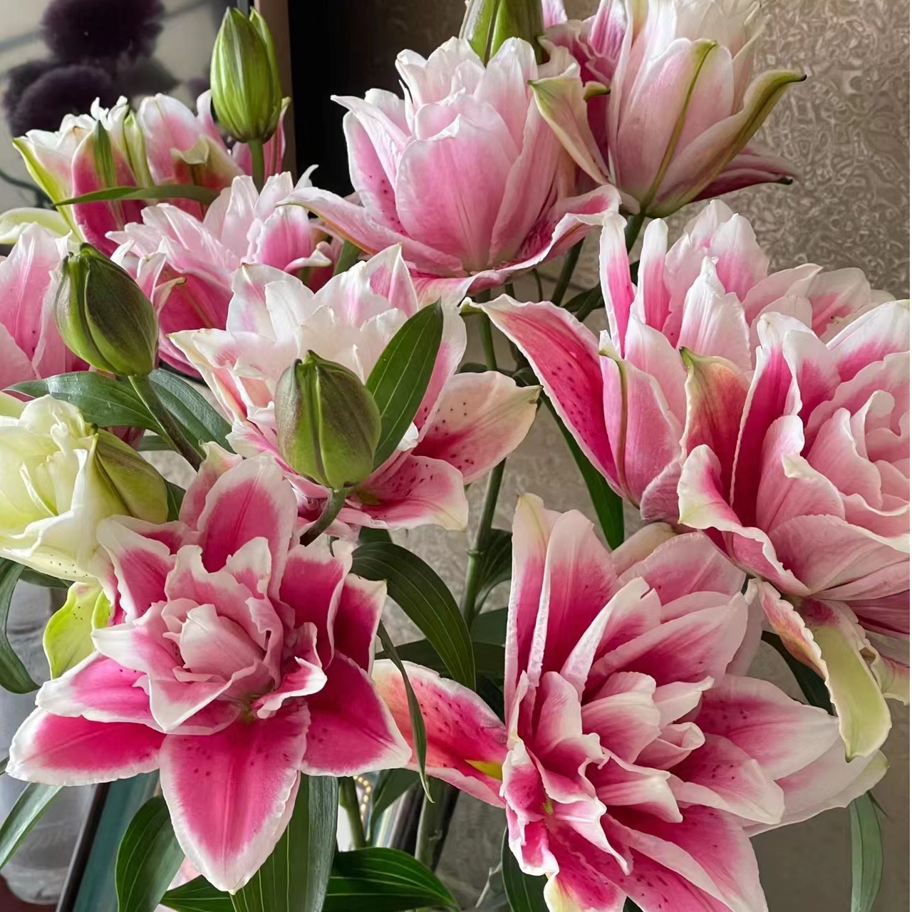 （火星之恋）重瓣香水百合生鲜切花基地居家优选养护东北顺丰包邮