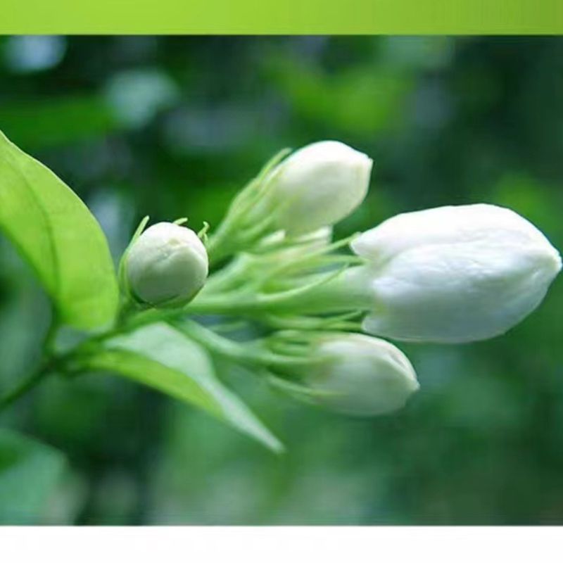 1【疯狂福利日】 茉莉花茶 散茶罐装茶叶