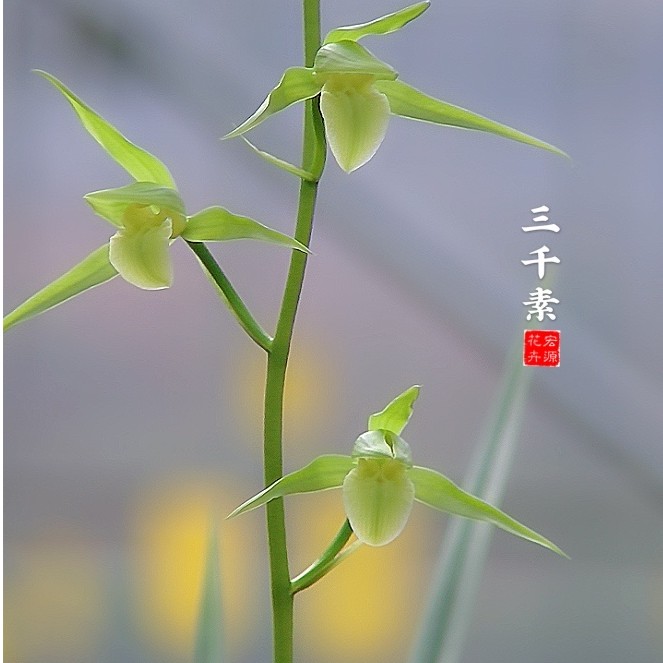 大叶寒兰精品（三千素）宏源花卉选育量少兰花苗