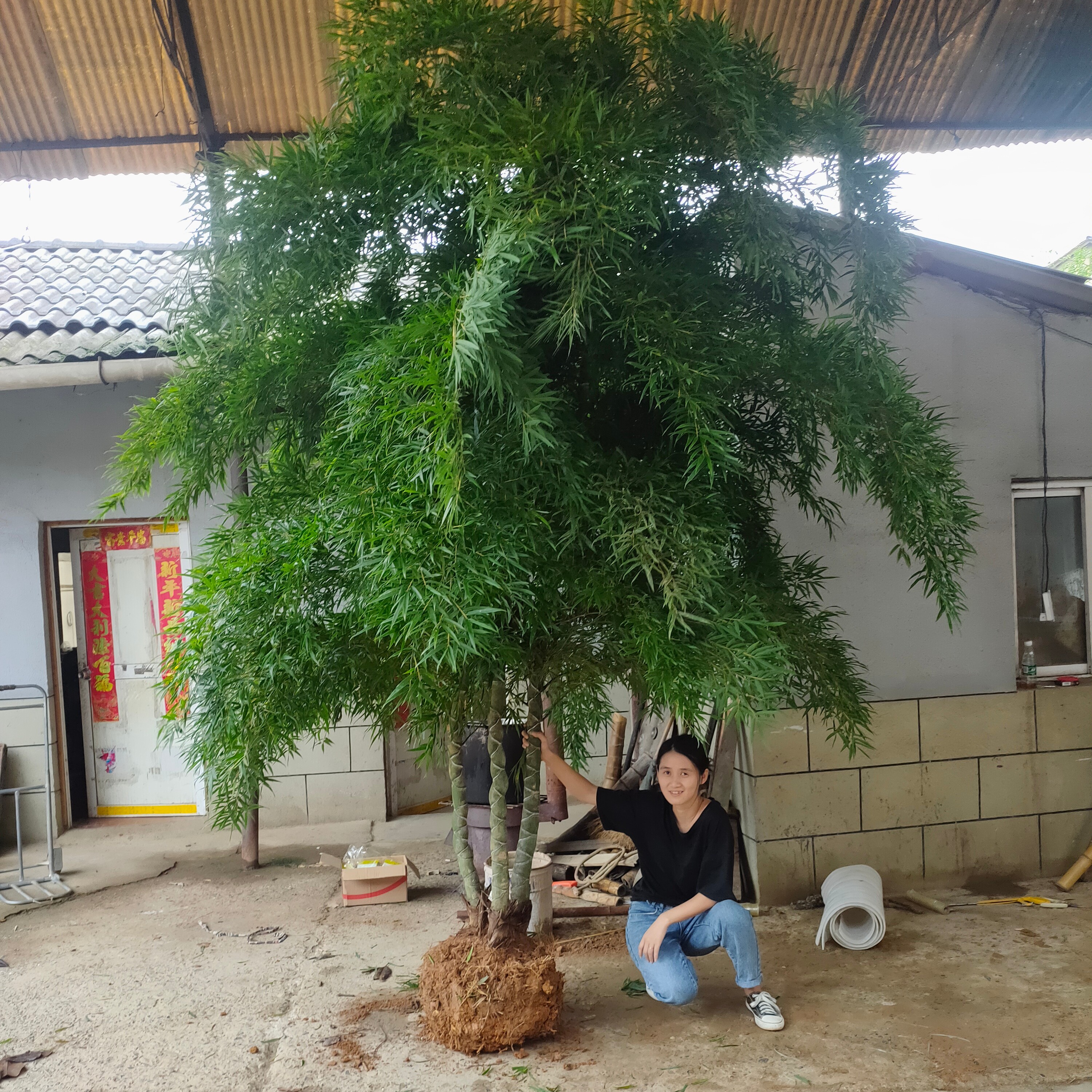 龟甲竹耐寒竹耐寒盆栽龙鳞竹庭院竹盆栽竹苗