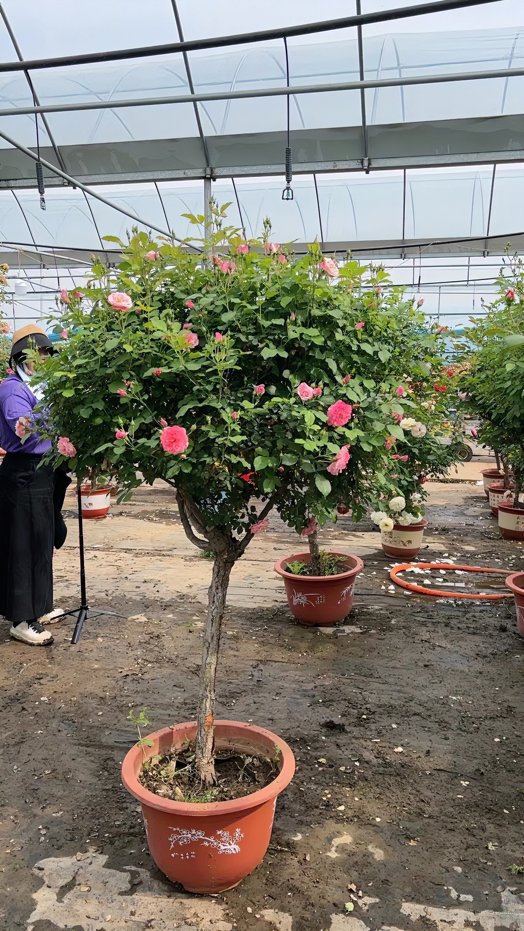 精品月季大花浓香庭院盆栽地栽高杆一物一拍