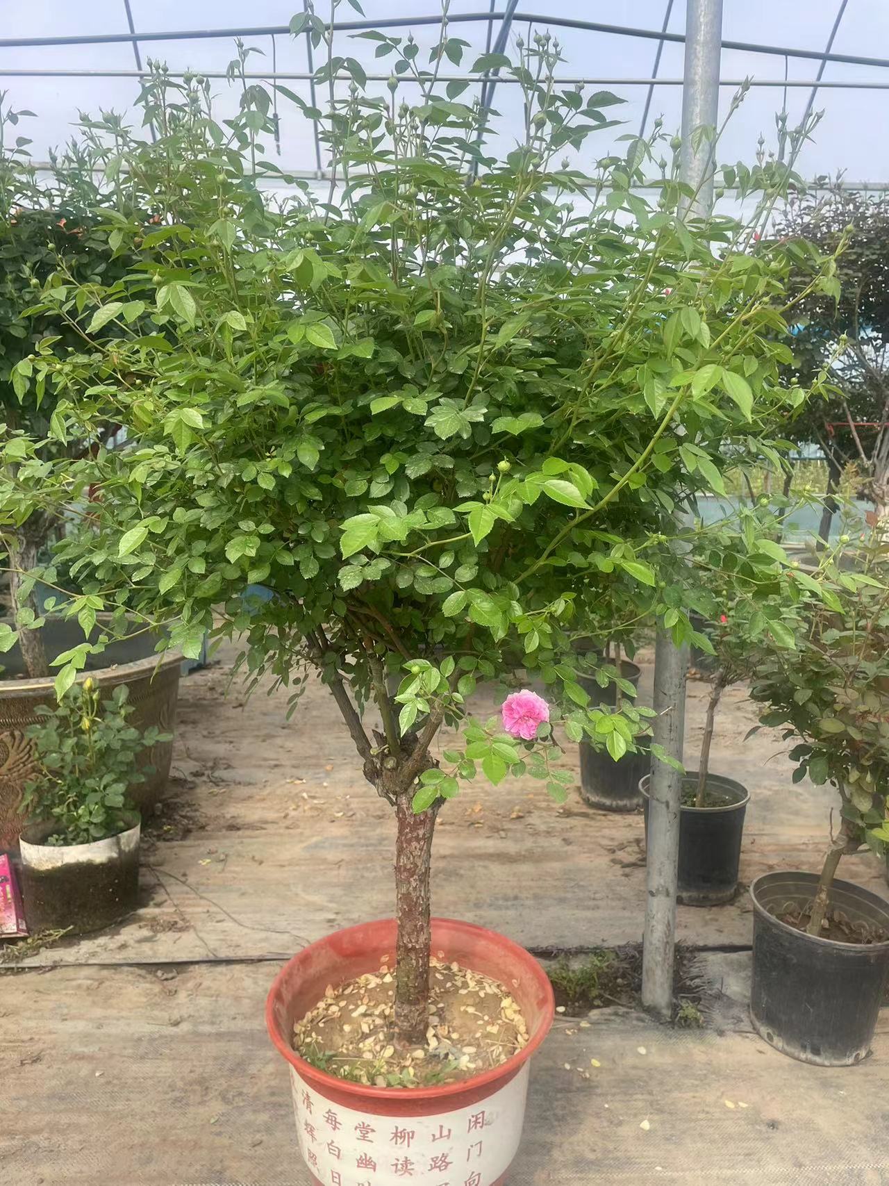 欧月树桩月季矮胖盆栽地栽直播选苗一物一拍多色单色庭院