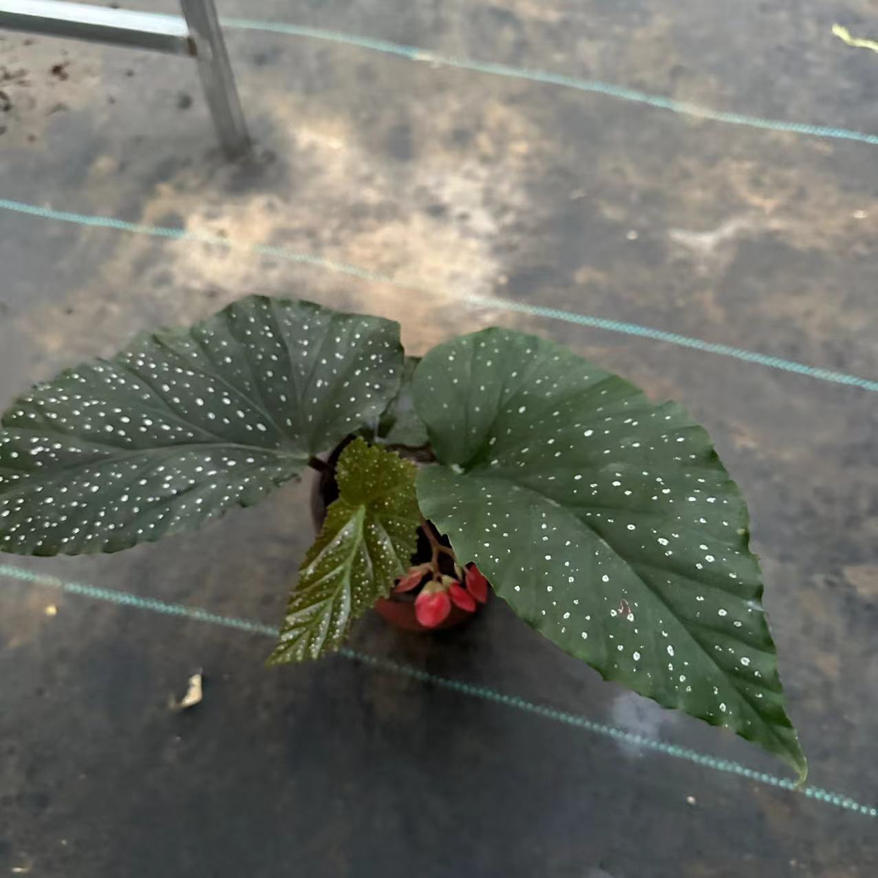 【花开时节】（秋海棠）居家阳台花卉