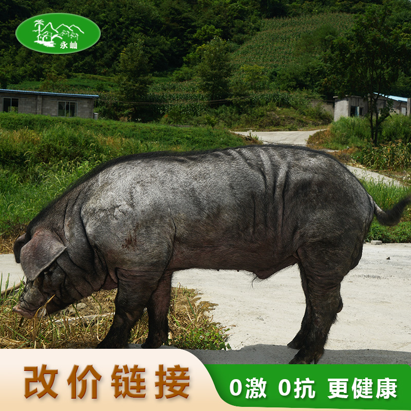 新鲜黑毛土猪现切现称改价链接好吃的贵州土猪肉