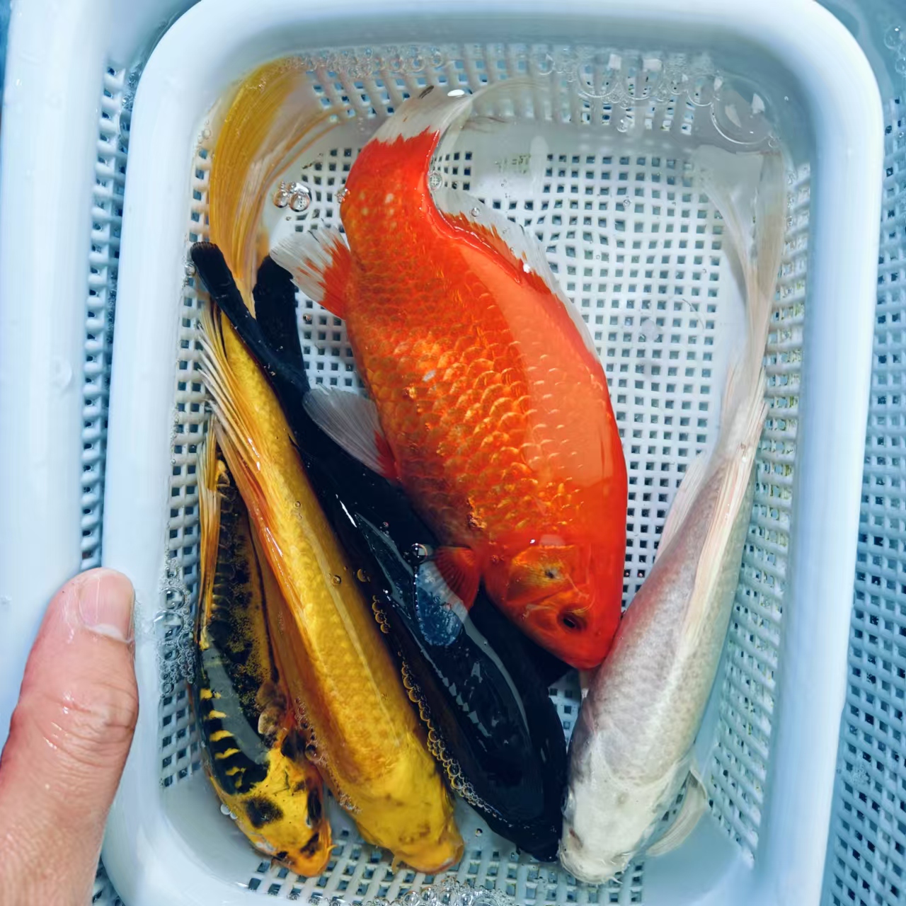 【1黄1白1黑1红草+1龙系 】15-18cm 龙系混搭  观赏鱼