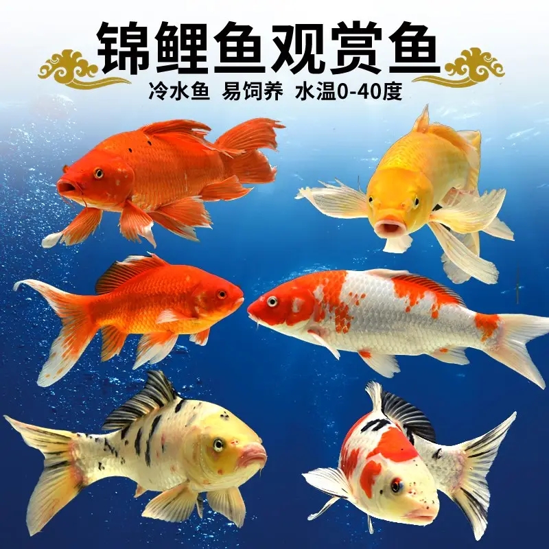 【松叶组合 10条】8-10cm 颜色混搭 皮实耐活好养观赏鱼超萌好物