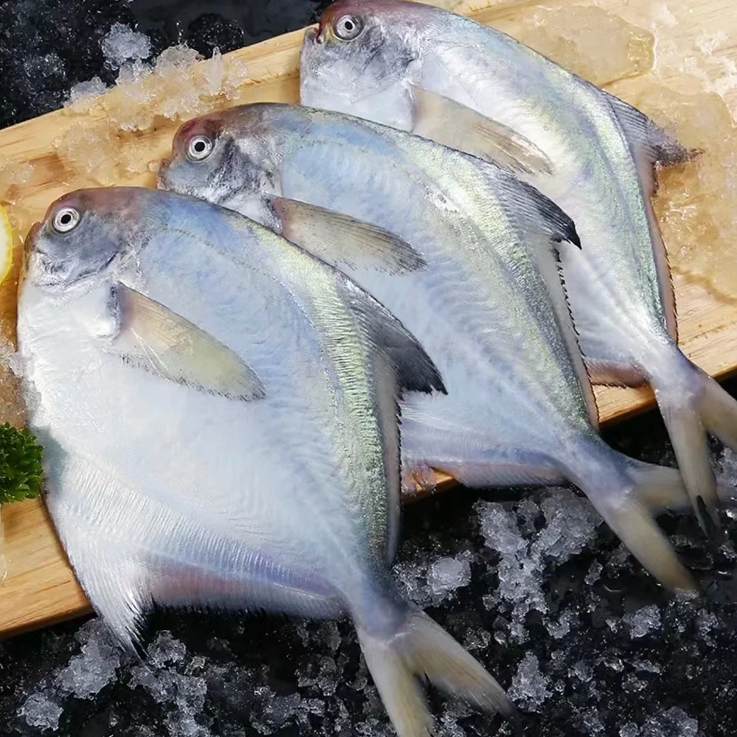 海捕银鲳鱼速冻锁鲜到手六大斤六大包 500g/包 一斤6条左右