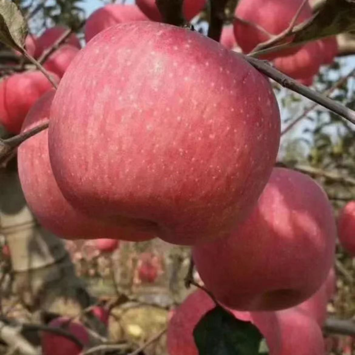山东红富士