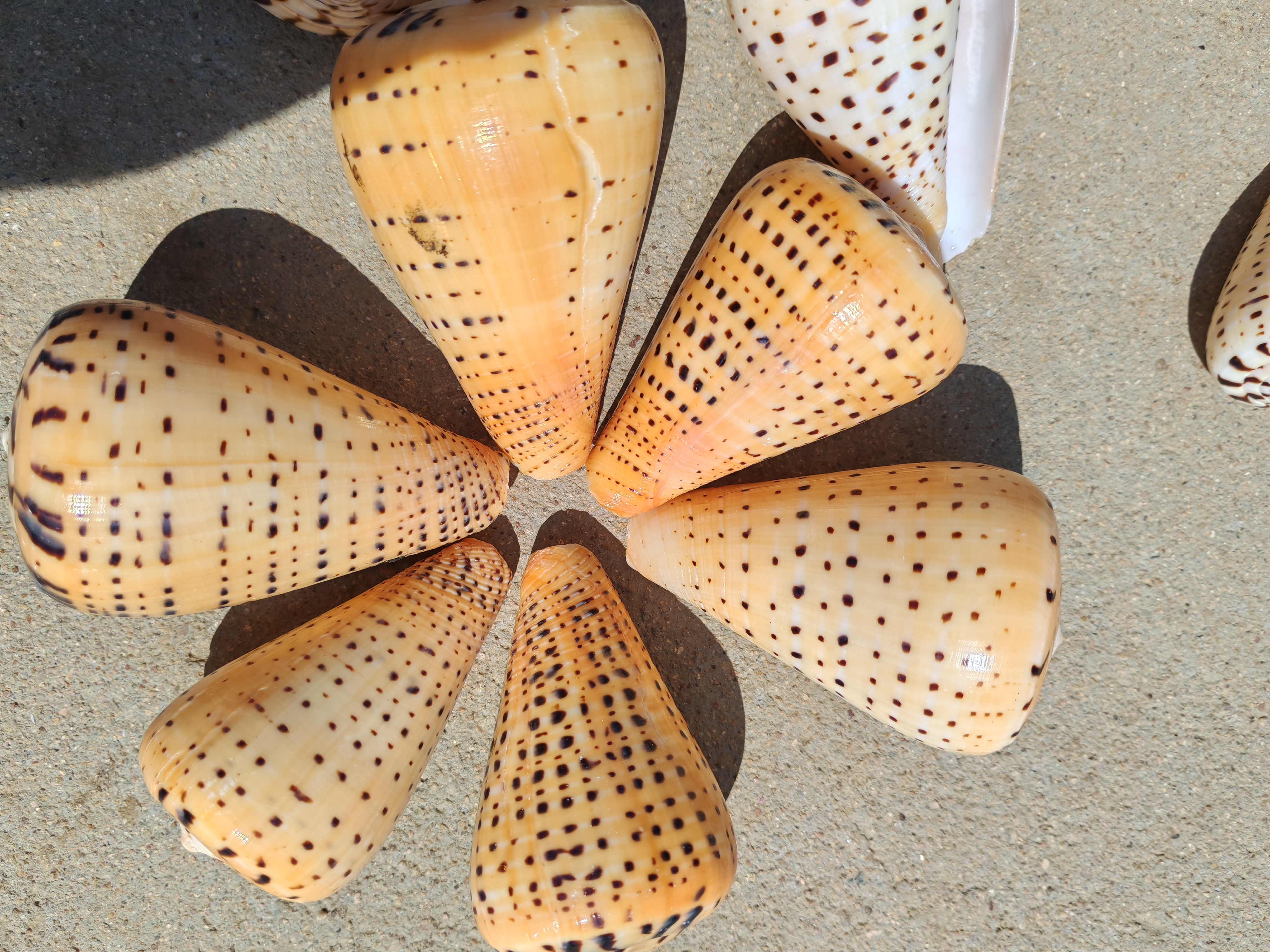 天气黄色玉米螺。。