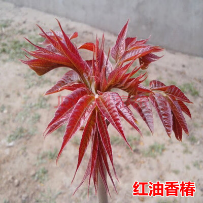 香椿树苖绿油香椿苗盆栽地栽南方北方种植食用香椿树苗红油香椿苗
