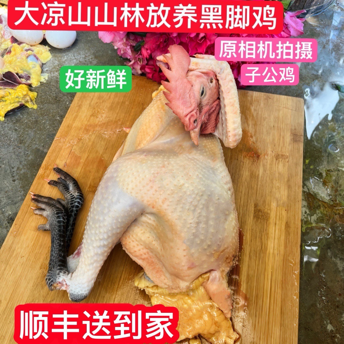 【整只不添减称】大凉山山林放养黑脚鸡黄油小公鸡小母鸡3-4.5斤