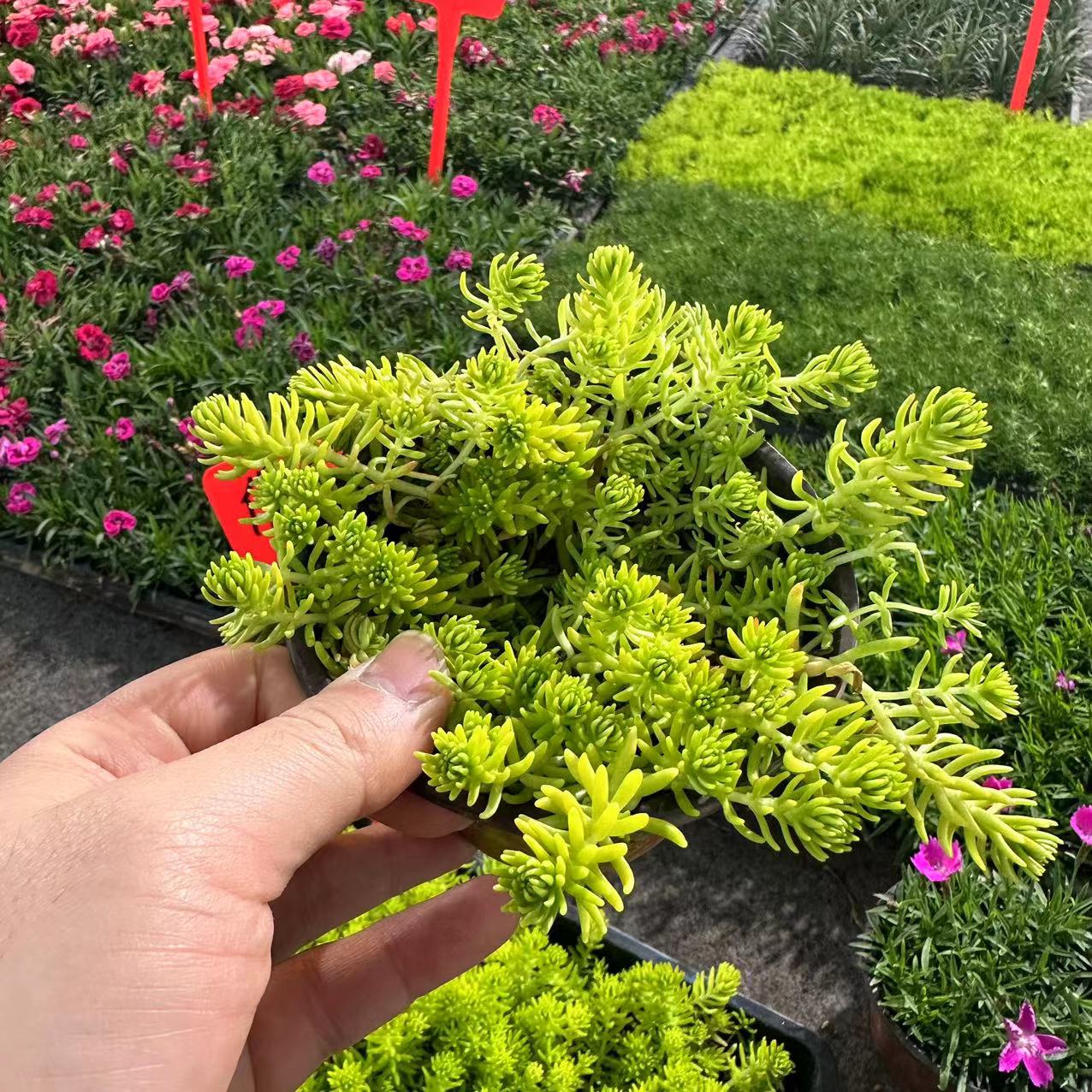 佛甲草苗黄金金叶佛甲草草皮过路黄姬岩垂草中华景天耐寒地被植物