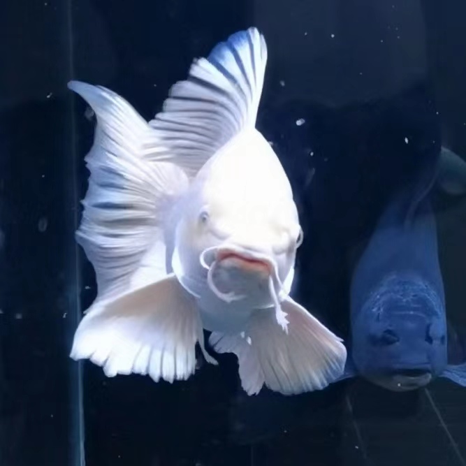 8公分左右红色普身普短蝴蝶鲤鱼一条