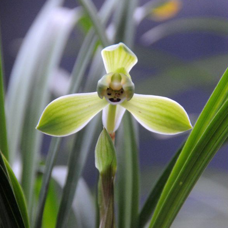 春兰 西子梅（10月—2月带花苞） 水仙瓣室内绿植花卉