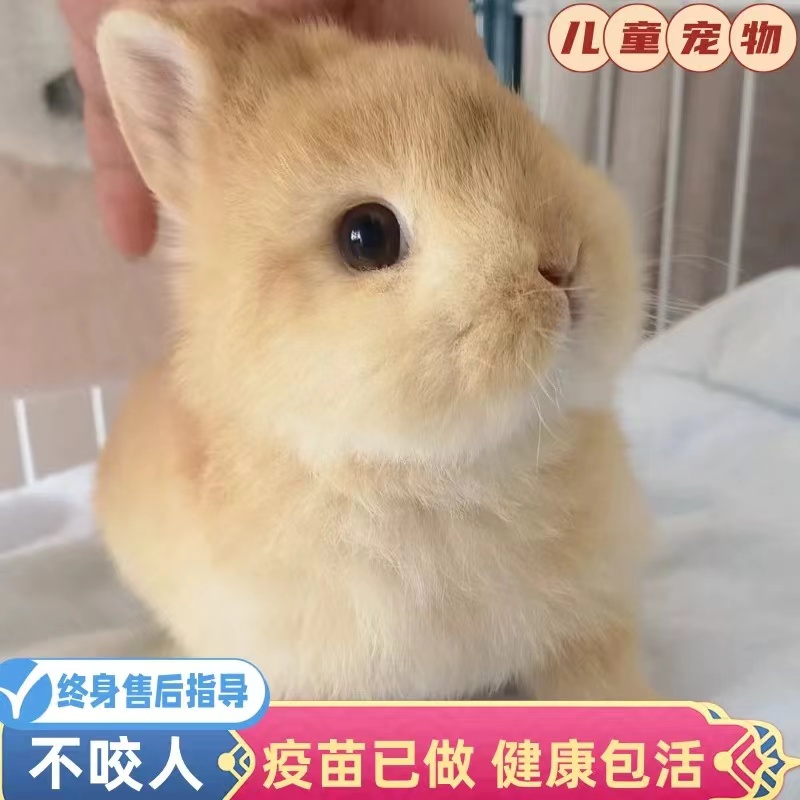 【柔柔萌宠】侏儒兔垂耳兔宠物兔购买兔粮包售后不带兔粮没有售后