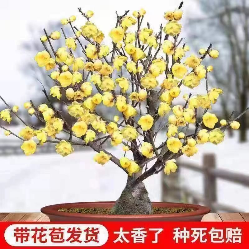【带花苞】耐寒腊梅20天开花浓香梅花地栽树苗四季开花卉室外绿植