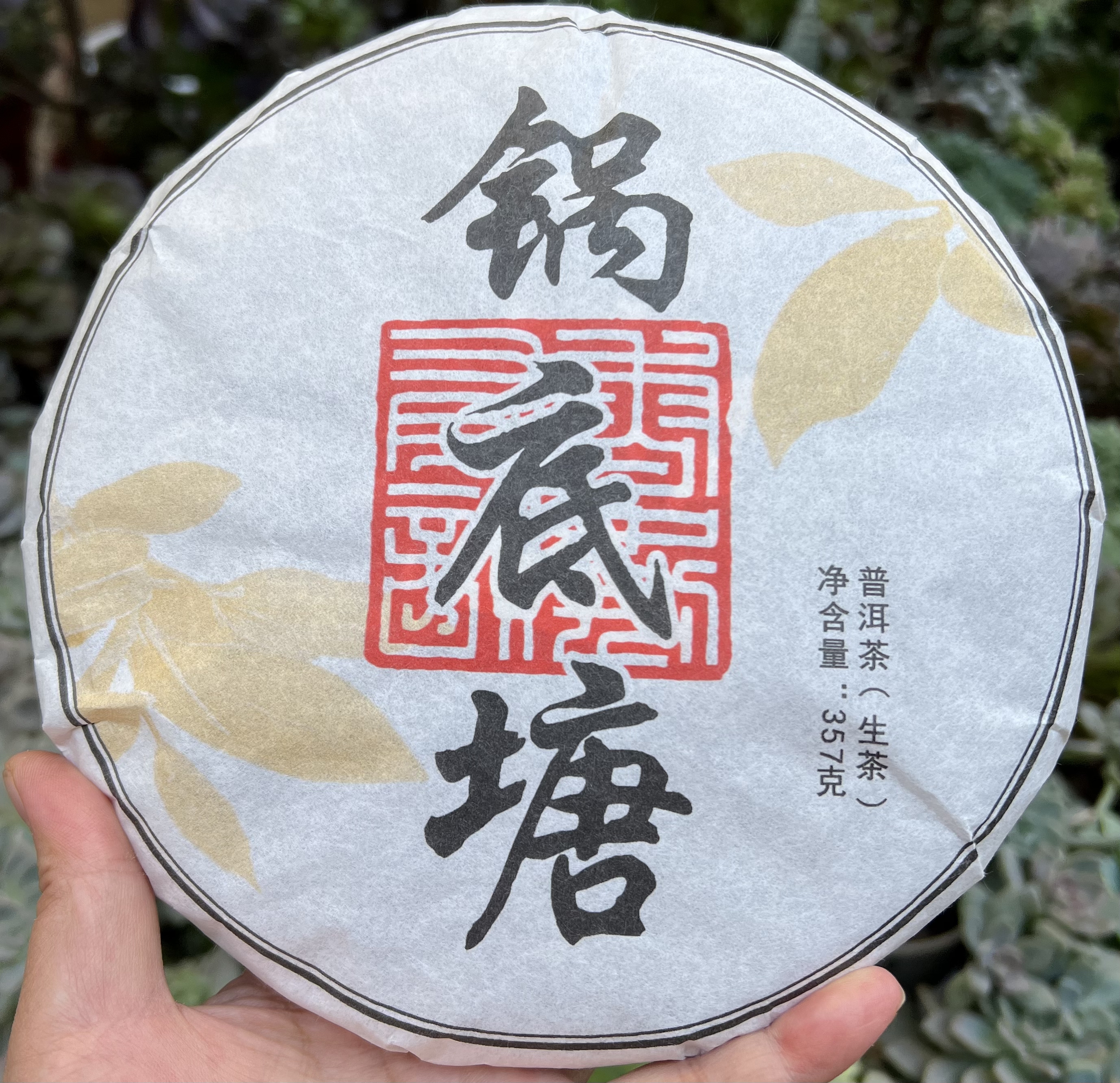 普洱生茶    锅底塘   2023年    357克/片