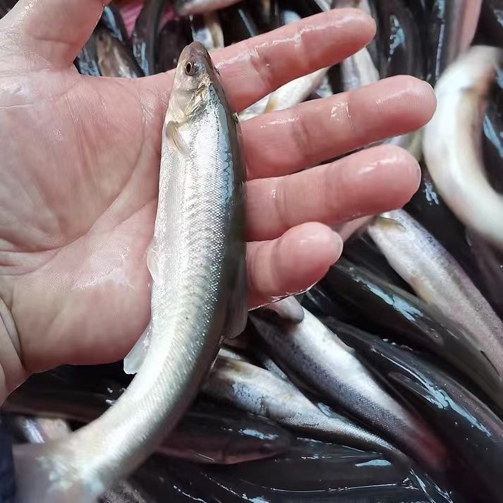 【冷冻发货】正宗东北柳根鱼东北小河鱼冷水鱼新鲜鱼冷冻包邮