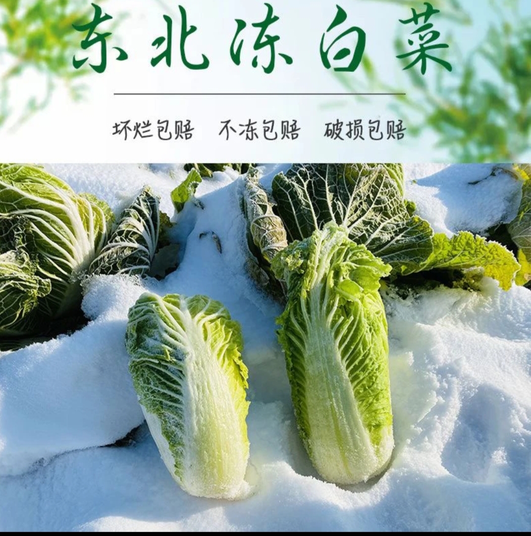 （顺丰）东北冻白菜自然冷冻3斤5斤（切开发货）南方朋友咨询后再买