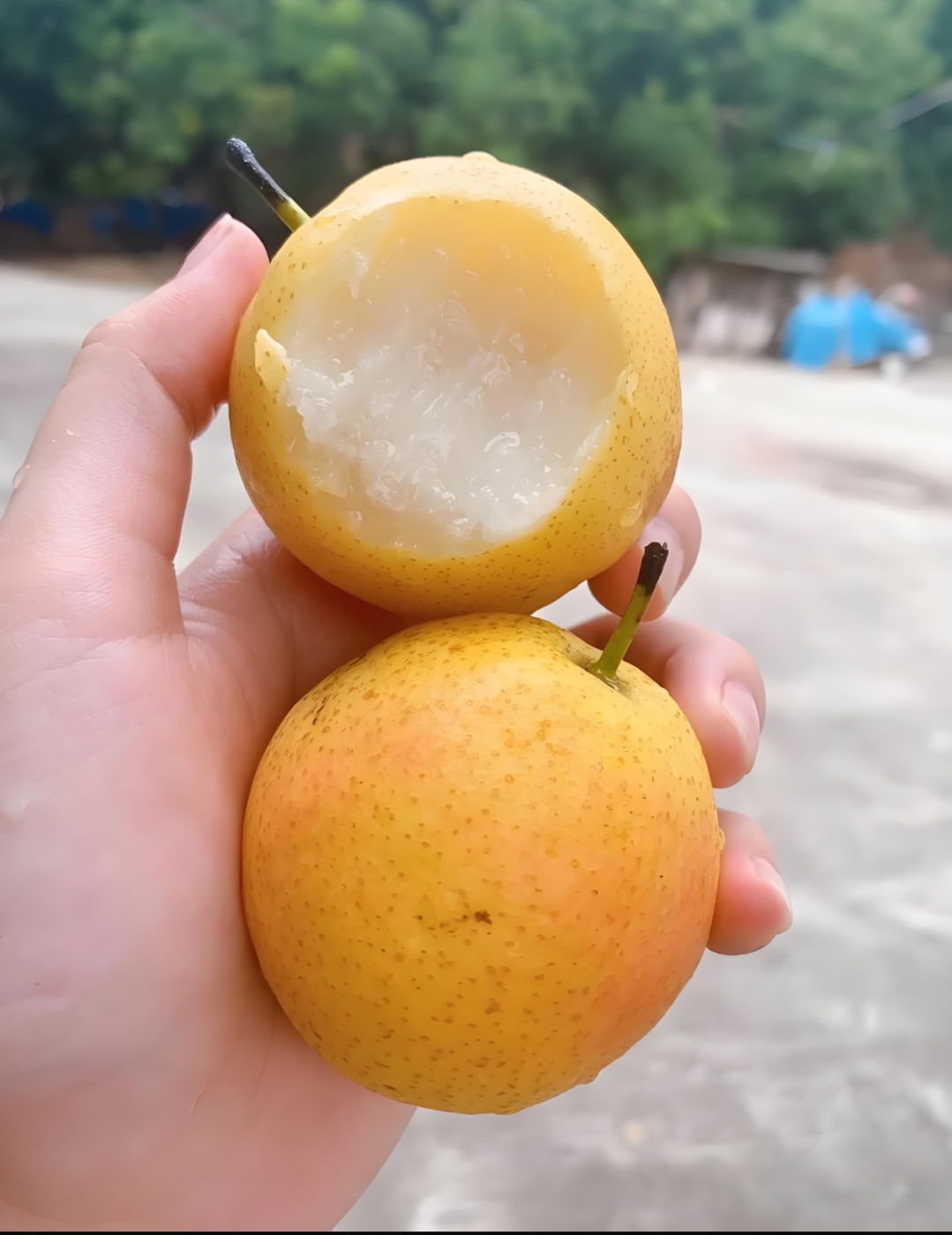 【中秋好物节】东北南果梨黄梨酒香梨东北特产2斤 3斤5斤顺丰包邮