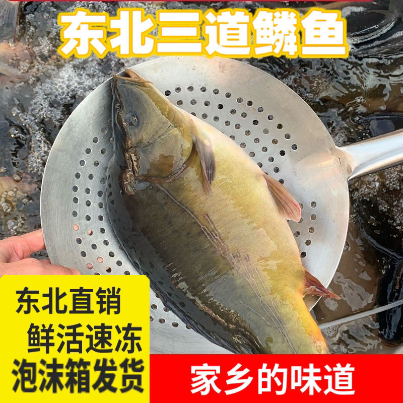 【冷冻发货】东北三道鳞框镜鱼3斤顺丰包邮新鲜速冻发货