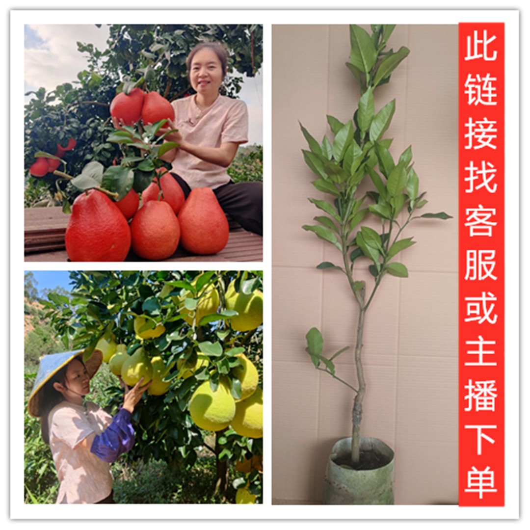 树苗果树柚子树苗各种柚子柑子桔子果树苗一物一拍盆栽地栽院子